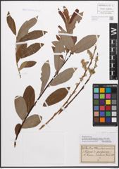 Foto von Salix caprea L. x Salix purpurea L.